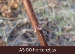 Neizplaucis hortenzijas zars ar pumpuru.