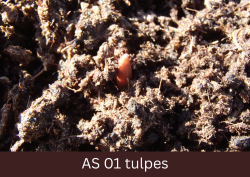 Dīgstoša tulpes lapiņa parādās virs augsnes.