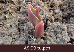 Četras tulpes lapiņas parādās virs augsnes.