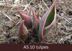 Divas tulpes lapiņas parādās virs augsnes.