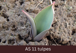 Viena tulpes lapa pilnīgi izaugusi.