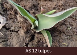 Viena tulpes lapa pilnīgi izaugusi, veidojas pārējās lapas.
