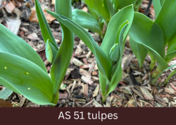 Pilnīgi izaugušas visas tulpju lapas, redzami tulpju pumpuri.