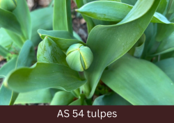 Labi redzams vēl neatvēries tulpes pumpurs ieskauts lapās.