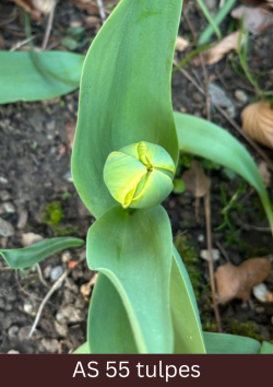 Tulpes pumpurs sāk vērties vaļā.