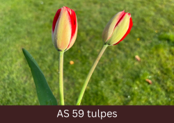 Divi tulpju pumpuri sāk vērties vaļā.