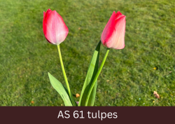 Divi tulpju pumpuri sāk vērties vaļā, tulpju krāsa izteikta.
