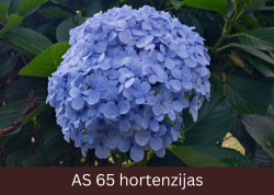 Uzziedējis hortenzijas zieds.