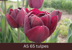 Pilnīgi atvērušies tulpju ziedi.