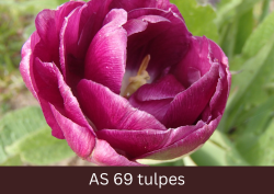 Pilnīgi atvēries tulpes zieds.