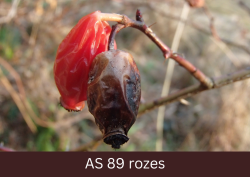 Izveidojies rozes auglis.