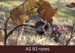 Sakaltis rozes auglis.