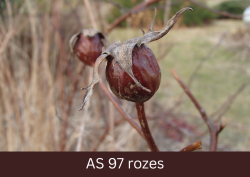 Sakaltis rozes auglis.