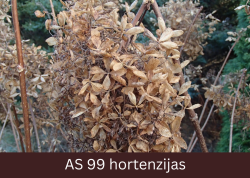 Hortenzijas zieds ir noziedējis un izžuvis.