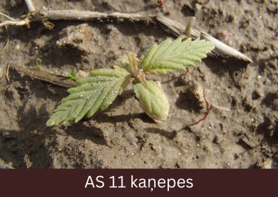 Laukā augoša kaņepe ar attīstītu pirmo lapu pāri. 
