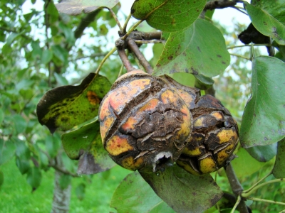 Bumbieru kraupis