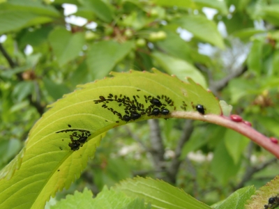 Madaru laputis