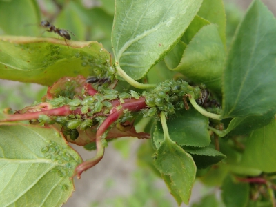Laputis