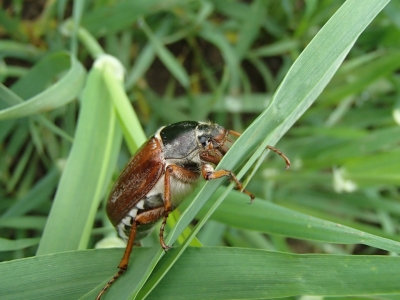 Maijvabole