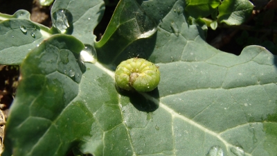 Pūcītes kāpurs.
