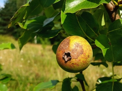 Bumbieru kraupis.