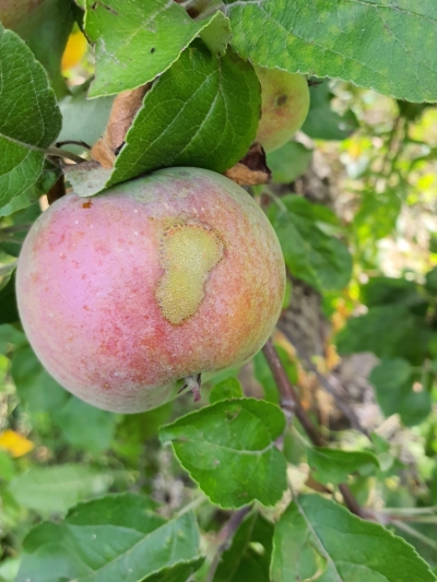 Ābeļu kraupja skarts ābols kokā.