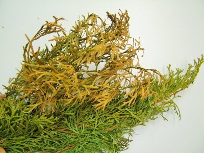 rizomorfi 