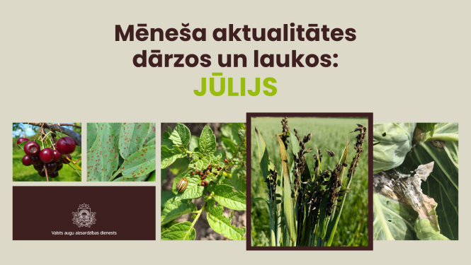 Aktuālās slimības un kaitēkļi jūlijā - kolāža