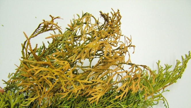 rizomorfi 