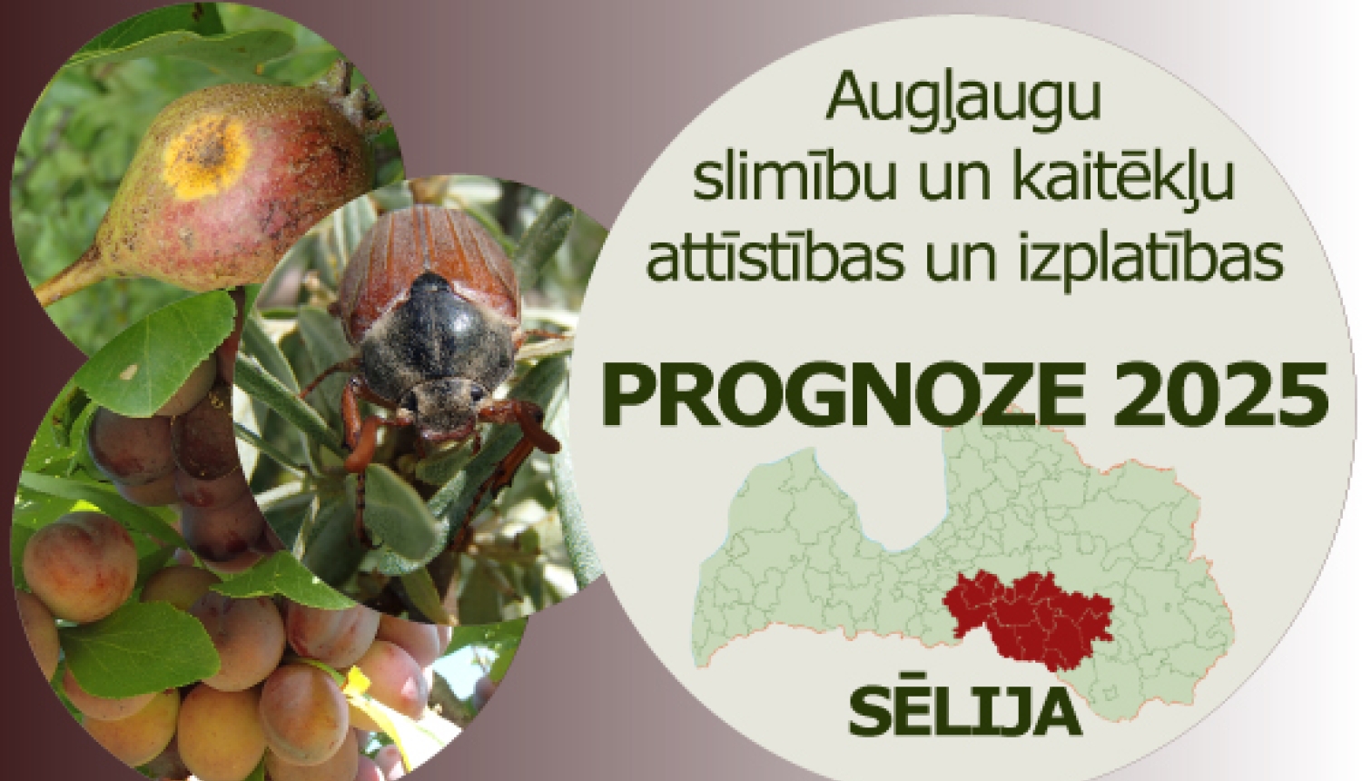 Augļaugu slimību un kaitēkļu attīstības un izplatības prognoze 2025. gadam Sēlijas reģionam