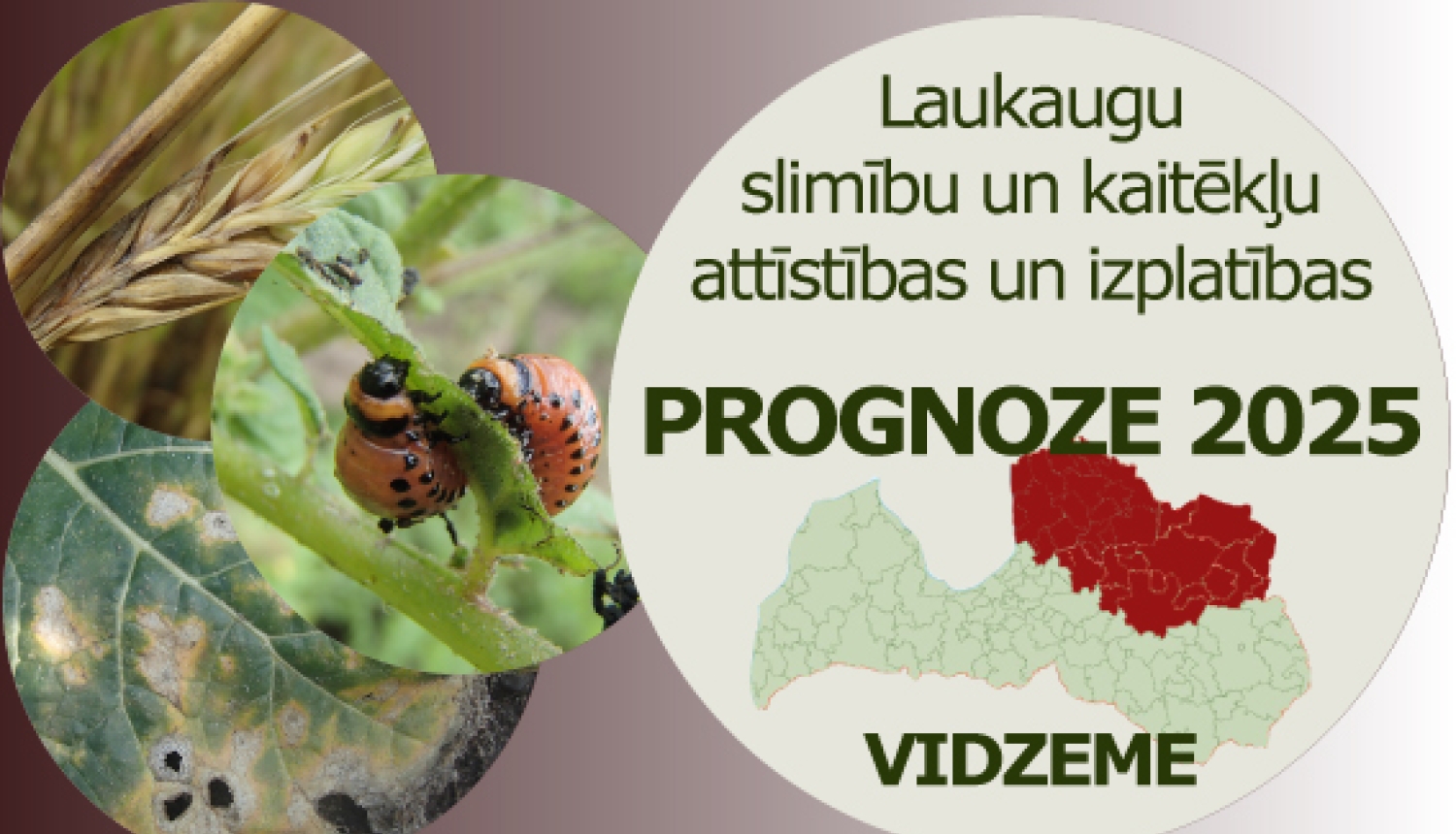 Laukaugu slimību un kaitēkļu attīstības un izplatības prognoze Vidzemes reģionam 2025 gadam