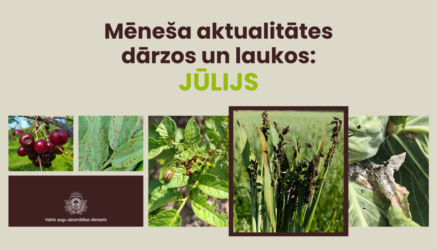 Aktuālās slimības un kaitēkļi jūlijā - kolāža