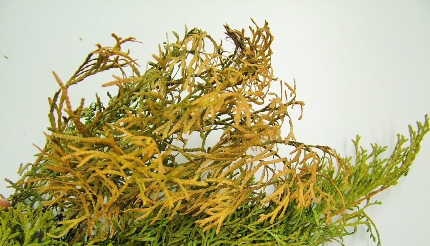 rizomorfi 