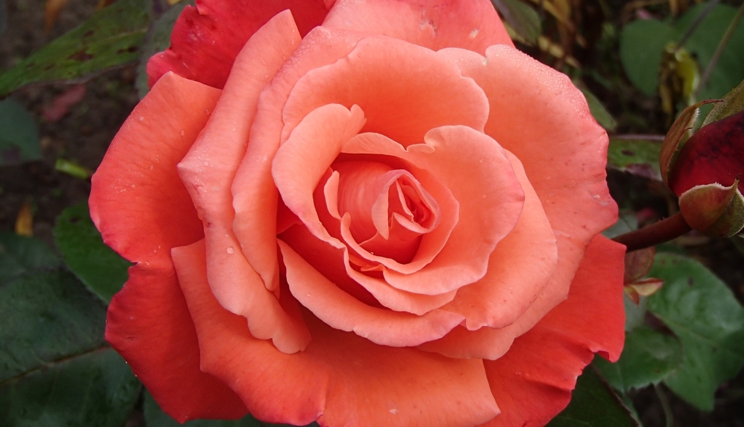Sarkani oranža izplaukusi roze dārzā