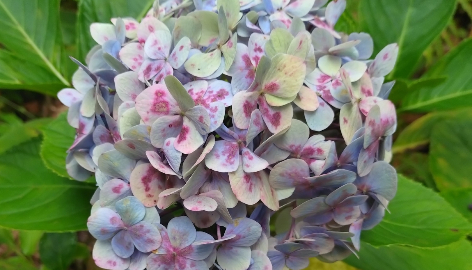 Violeta hortenzija