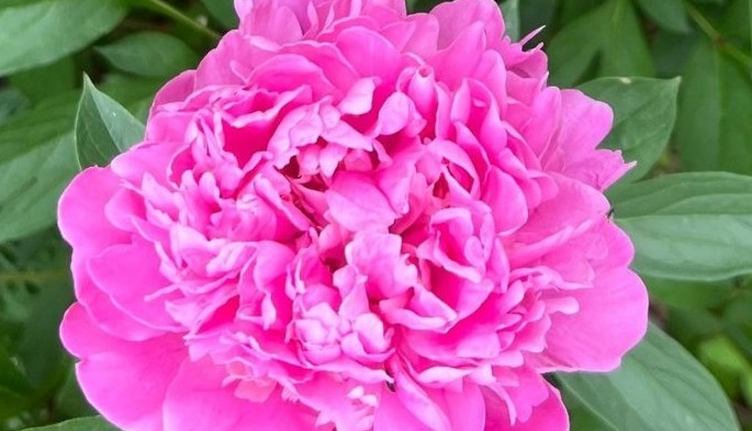 Peonija