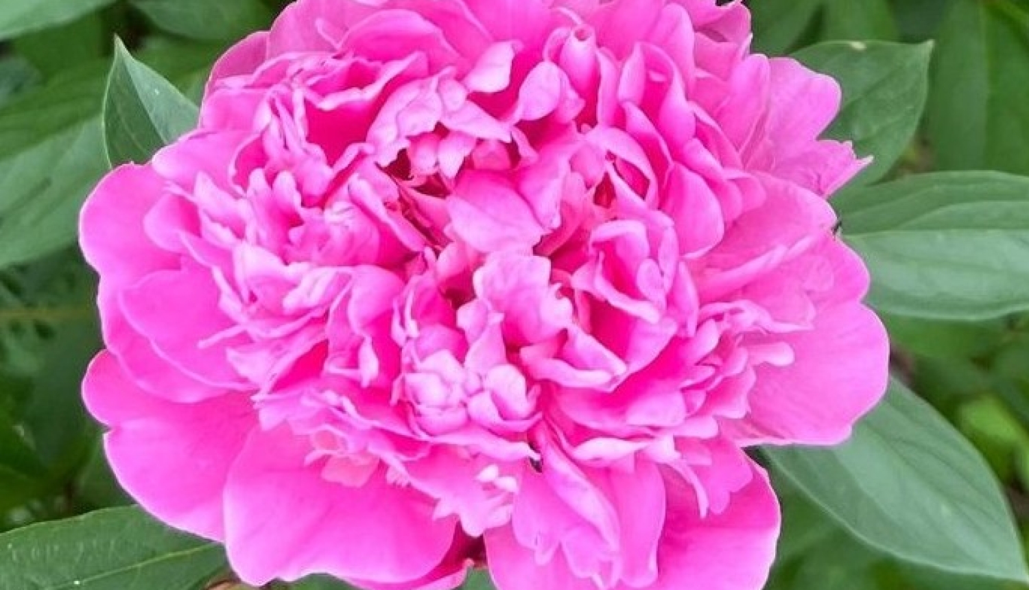 Peonija
