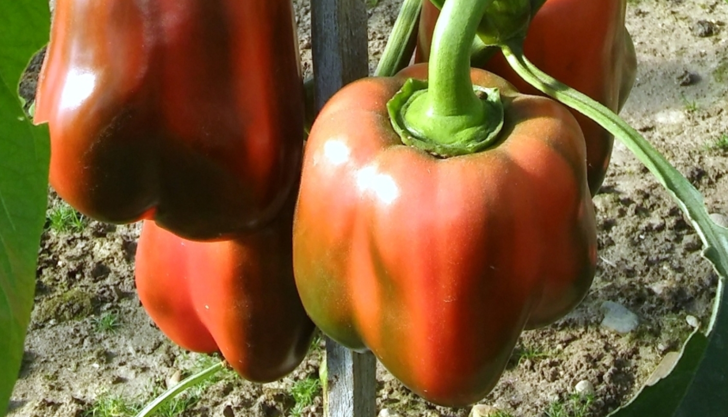 Siltumnīcā gatavojas sarkanā paprika