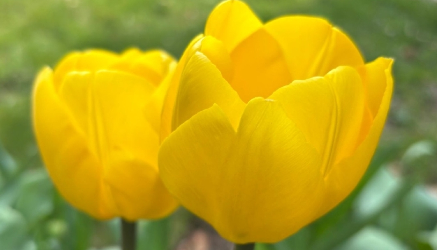 Dzeltenas tulpes